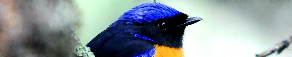 Birding