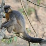 CappedLangur-160x160